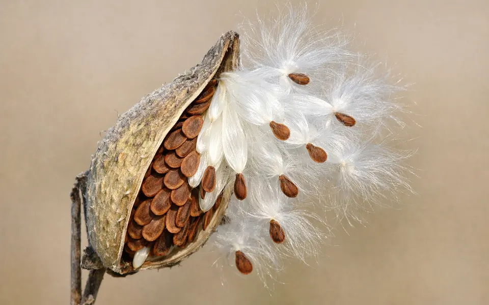 Milkweed Seed Pods: Shape, Fluff, Seeds, and Timing Clues visual support